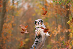 Australian Shepherd in autumn