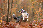 Australian Shepherd in autumn