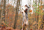 Australian Shepherd in autumn