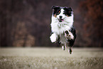 male Australian Shepherd