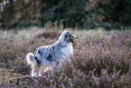 Australian Shepherd at heath