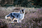 Australian Shepherd at heath