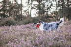 Australian Shepherd at heath