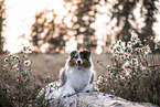 Australian Shepherd at trunk