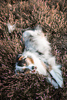 Australian Shepherd at heath