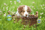 9 weeks old Australian Shepherd puppy