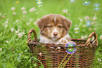 9 weeks old Australian Shepherd puppy