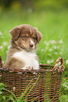 9 weeks old Australian Shepherd puppy