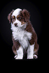 Australian Shepherd puppy