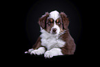 Australian Shepherd puppy
