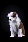Australian Shepherd puppy