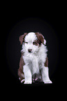 Australian Shepherd puppy