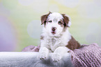 Australian Shepherd puppy