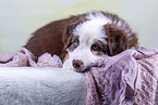 Australian Shepherd puppy