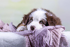 Australian Shepherd puppy