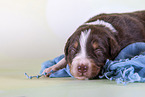 2 weeks old Australian Shepherd puppy