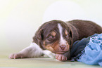 2 weeks old Australian Shepherd puppy