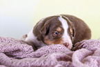 2 weeks old Australian Shepherd puppy