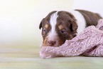 2 weeks old Australian Shepherd puppy