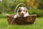 4 weeks old Australian Shepherd puppy