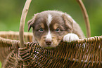4 weeks old Australian Shepherd puppy