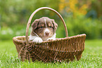 4 weeks old Australian Shepherd puppy