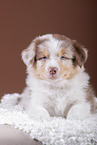 5 weeks old Australian Shepherd puppy