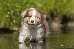 8 weeks old Australian Shepherd puppy
