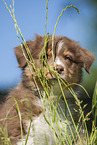 8 weeks old Australian Shepherd puppy