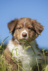8 weeks old Australian Shepherd puppy