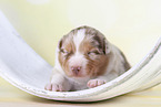 2 weeks old Australian Shepherd puppy