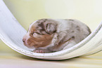 2 weeks old Australian Shepherd puppy