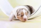 2 weeks old Australian Shepherd puppy