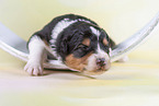 2 weeks old Australian Shepherd puppy