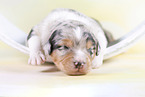 2 weeks old Australian Shepherd puppy
