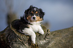 7 weeks old Australian Shepherd puppy