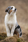 sitting Australian Shepherd