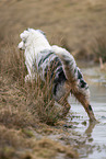 Australian Shepherd