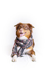lying Australian Shepherd