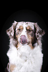 Australian Shepherd Portrait