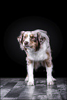 standing Australian Shepherd