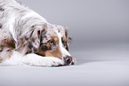 Australian Shepherd invites to play