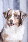 Australian Shepherd Portrait
