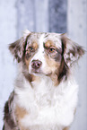 Australian Shepherd Portrait