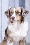 Australian Shepherd Portrait
