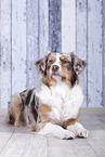 lying Australian Shepherd