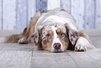 lying Australian Shepherd