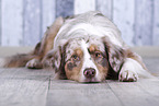lying Australian Shepherd
