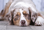 lying Australian Shepherd