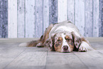 lying Australian Shepherd
